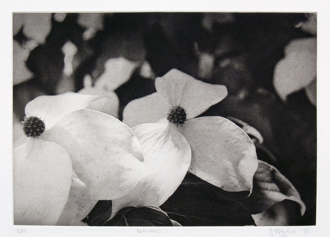 "Dogwood", 1998. Photogravure, edition of 20. Image: 7" x 10 ¼", paper: 11" x 14".