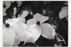 "Dogwood", 1998. Photogravure, edition of 20. Image: 7" x 10 ¼", paper: 11" x 14".