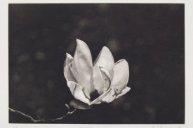 "Magnolia", 1996. Photogravure, edition of 15. Image: 6" x 8 ¾", paper: 11" x 14".
