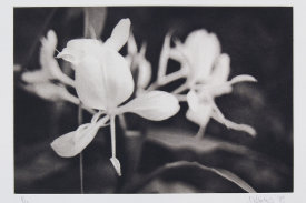 "White Ginger", 1998. Photogravure, edition of 20. Image: 6 ¾" x 10", paper: 11" x 14".