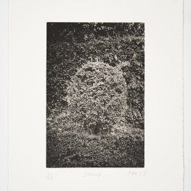 "Shrub", 2019. Photogravure, edition of 12. Image size: 12" x 8", sheet size: 18"x 14"