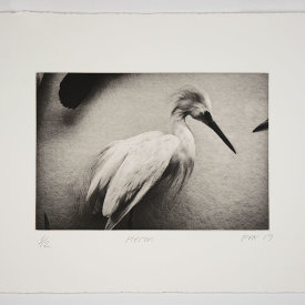 "Heron", 2019. Photogravure, edition of 12. Image size: 8" x 12, sheet size: 14" x 18"