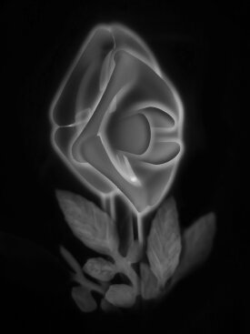 "Rose (B&W)", 2023. Archival pigment print on aluminum, 48" x 34".