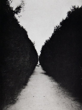 "Allee II", 2016. Photogravure, edition of 12. Image: 12" x 8", paper: 18" x 14".