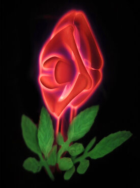 "Rose #1", 2023. Archival pigment print on aluminum, 36" x 24".